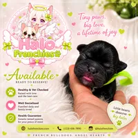 Kinji, a male French Bulldog for sale in San Antonio, TX – 1 of 3