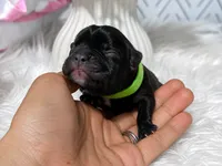 Yuji, a male French Bulldog for sale in San Antonio, TX – 2 of 3