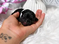 Choso, a male French Bulldog for sale in San Antonio, TX – 2 of 3