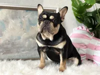Hermes, a male French Bulldog for sale in San Antonio, TX – Photo 2 of 4
