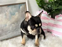 Hermes, a male French Bulldog for sale in San Antonio, TX – Photo 4 of 4