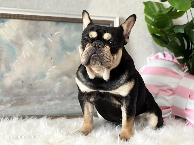 Hermes – French Bulldog puppy for sale in San Antonio, TX
