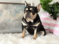 Hermes, a male French Bulldog for sale in San Antonio, TX – Photo 3 of 4