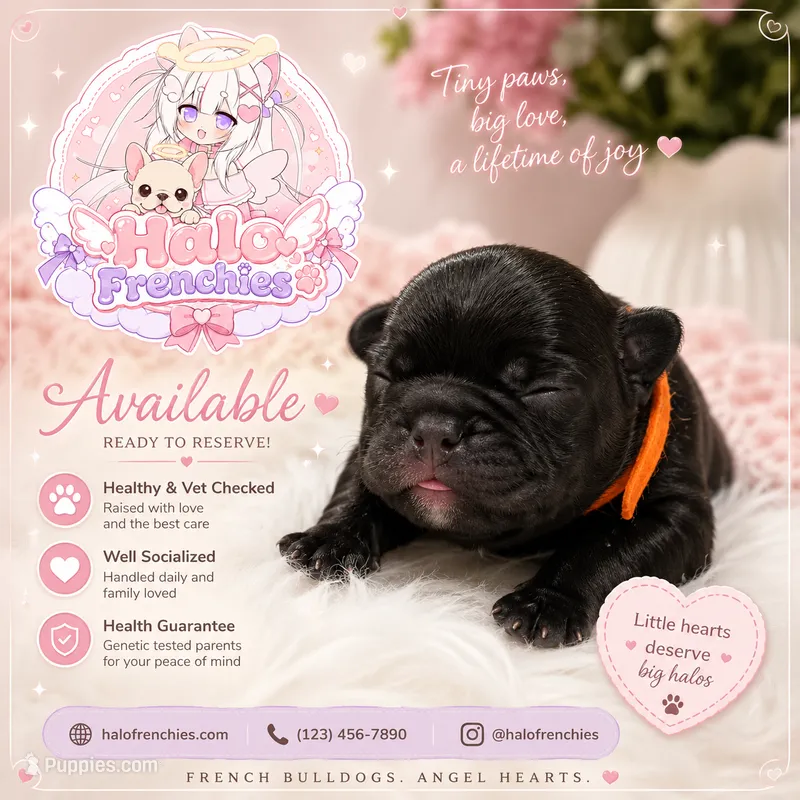 Gojo – French Bulldog puppy for sale in San Antonio, TX
