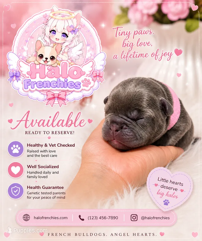 Misha – French Bulldog puppy for sale in San Antonio, TX