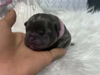 Misha, a female French Bulldog for sale in San Antonio, TX – 2 of 2
