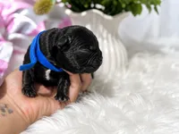 Kento, a male French Bulldog for sale in San Antonio, TX – 2 of 3