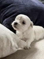 Maltese boy, a male Maltese for sale in Belle Plaine, MN – 3 of 6