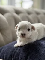 Maltese puppy boy , a male Maltese for sale in Belle Plaine, MN – 4 of 4