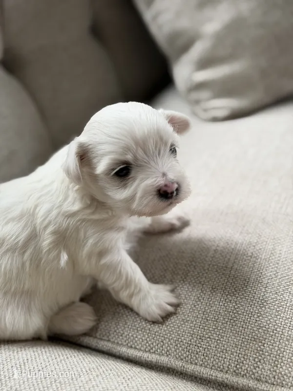 Maltese puppy boy  – Maltese puppy for sale in Belle Plaine, MN