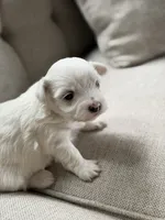 Maltese puppy boy , a male Maltese for sale in Belle Plaine, MN – 1 of 4