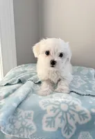 Maltese boy, a male Maltese for sale in Belle Plaine, MN – Photo 6 of 9