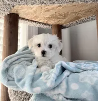 Maltese boy, a male Maltese for sale in Belle Plaine, MN – Photo 7 of 9