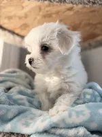 Maltese boy, a male Maltese for sale in Belle Plaine, MN – Photo 5 of 9