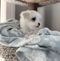 Maltese boy, a male Maltese for sale in Belle Plaine, MN – Photo 4 of 9