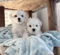 Maltese boy, a male Maltese for sale in Belle Plaine, MN – Photo 8 of 9