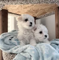 Maltese boy, a male Maltese for sale in Belle Plaine, MN – Photo 9 of 9