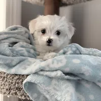 Maltese boy, a male Maltese for sale in Belle Plaine, MN – Photo 1 of 9