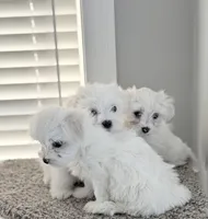 Maltese boy, a male Maltese for sale in Belle Plaine, MN – Photo 2 of 9