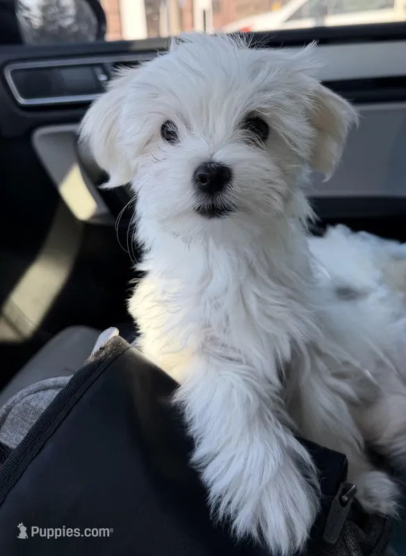 Maltese boy – Maltese puppy for sale in Belle Plaine, MN