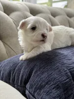 Maltese puppy boy , a male Maltese for sale in Belle Plaine, MN – 2 of 4