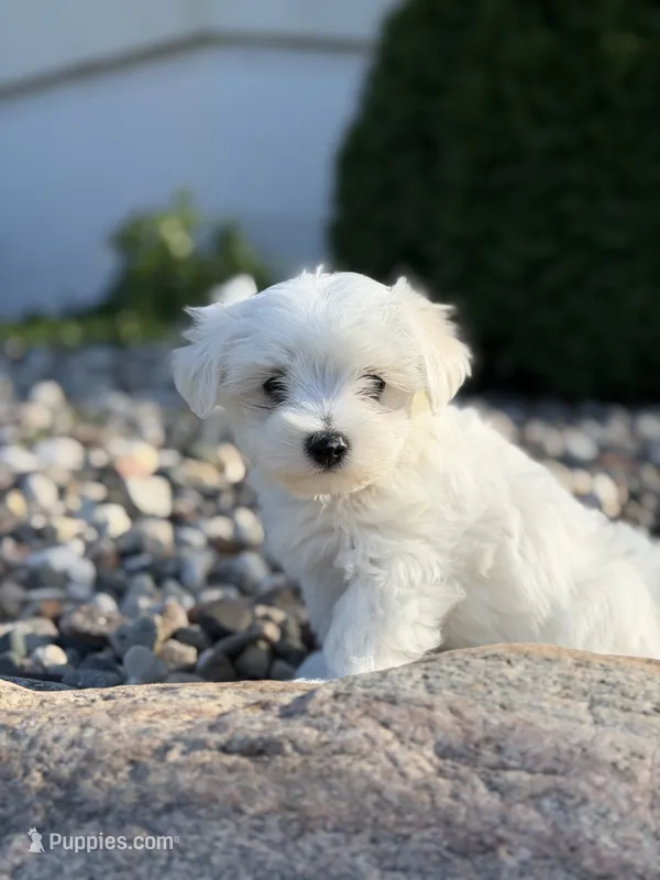 Maltese puppy boy  – Maltese puppy for sale in Belle Plaine, MN