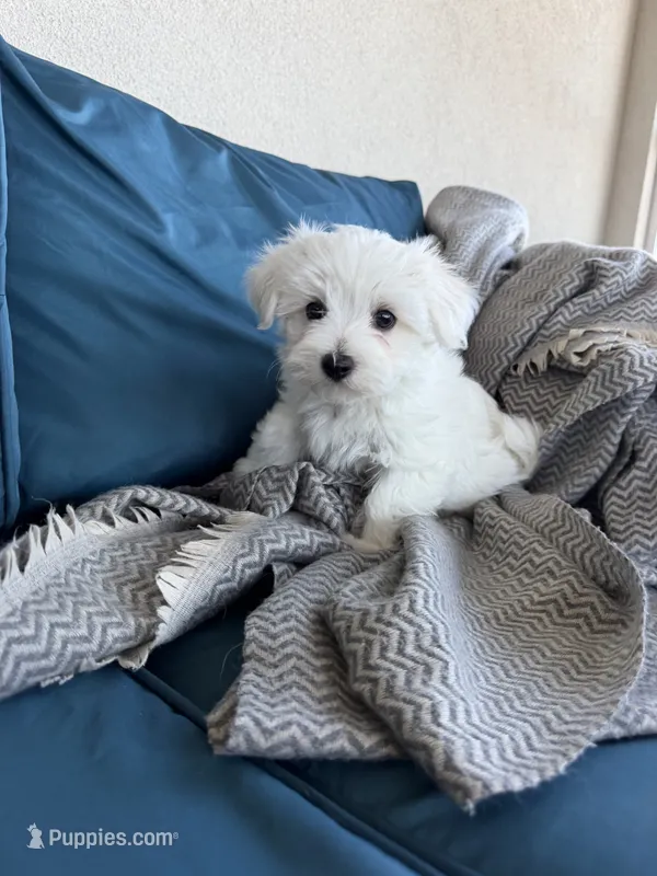 Maltese puppy boy  – Maltese puppy for sale in Belle Plaine, MN