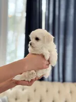 processed/69e0ee68-3bb2-4927-a603-08e49e780f9b/listing/2a481178-86f1-41f1-a974-6cd70665bd84/402ccffd-be4f-42a1-bb0d-a7850a908a39