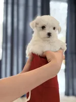 processed/69e0ee68-3bb2-4927-a603-08e49e780f9b/listing/2a481178-86f1-41f1-a974-6cd70665bd84/e5f8784f-ad45-48c0-a47a-42c9a1f1081c