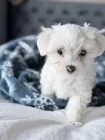 Maltese boy, a male Maltese for sale in Belle Plaine, MN – Photo 3 of 9