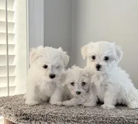 Maltese boy, a male Maltese for sale in Belle Plaine, MN – Photo 4 of 9