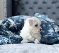 Maltese boy, a male Maltese for sale in Belle Plaine, MN – Photo 2 of 9