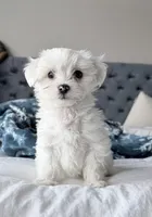 Maltese boy, a male Maltese for sale in Belle Plaine, MN – Photo 1 of 9