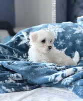 Maltese boy, a male Maltese for sale in Belle Plaine, MN – Photo 6 of 9