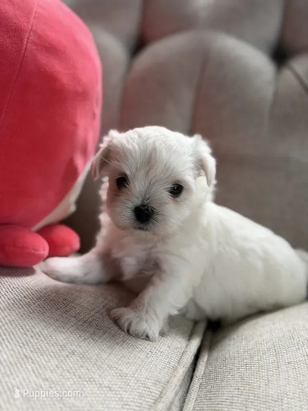 Maltese girl  – Maltese puppy for sale in Belle Plaine, MN