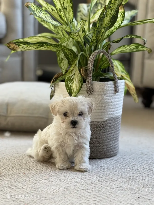 Maltese boy – Maltese puppy for sale in Belle Plaine, MN