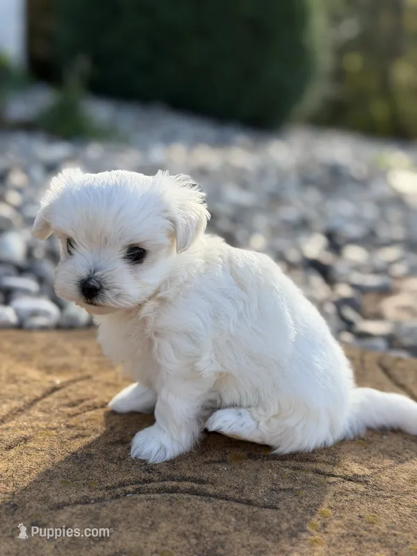 Maltese girl  – Maltese puppy for sale in Belle Plaine, MN