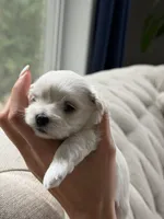 Maltese girl , a female Maltese for sale in Belle Plaine, MN – 1 of 4
