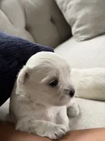 Maltese boy, a male Maltese for sale in Belle Plaine, MN – 5 of 6
