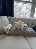 Maltese girl, a female Maltese for sale in Belle Plaine, MN – Photo 6 of 6