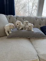 Maltese girl, a female Maltese for sale in Belle Plaine, MN – Photo 4 of 6