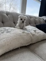 Maltese girl, a female Maltese for sale in Belle Plaine, MN – Photo 1 of 6