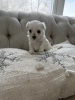 Maltese girl, a female Maltese for sale in Belle Plaine, MN – Photo 2 of 6