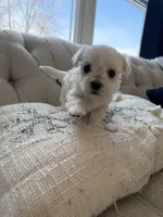 Maltese girl, a female Maltese for sale in Belle Plaine, MN – Photo 3 of 6