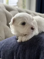 Maltese puppy boy , a male Maltese for sale in Belle Plaine, MN – 3 of 4