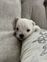 Maltese boy, a male Maltese for sale in Belle Plaine, MN – 4 of 6