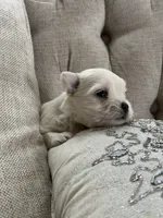 Maltese boy, a male Maltese for sale in Belle Plaine, MN – 6 of 6