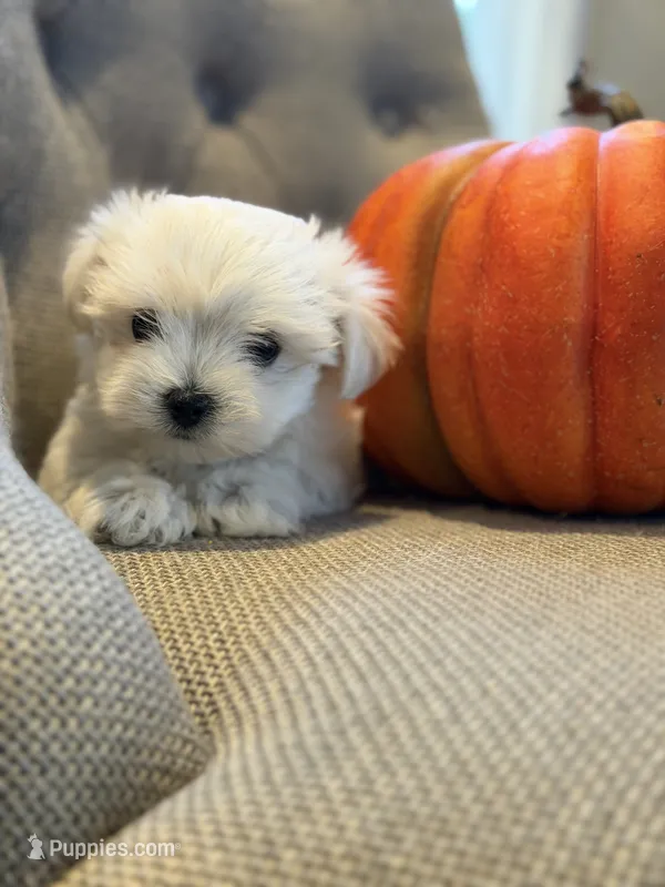 Maltese girl  – Maltese puppy for sale in Belle Plaine, MN