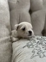 Maltese boy, a male Maltese for sale in Belle Plaine, MN – 2 of 6