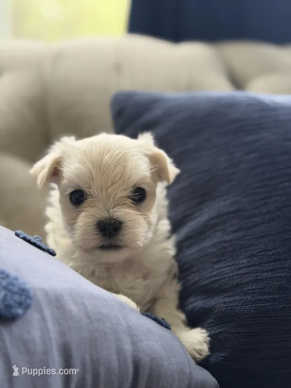 Maltese boy – Maltese puppy for sale in Belle Plaine, MN